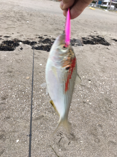 コノシロの釣果