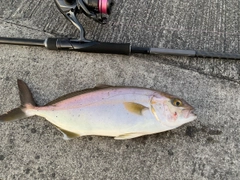 ショゴの釣果