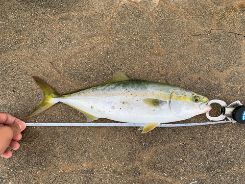 ツバスの釣果