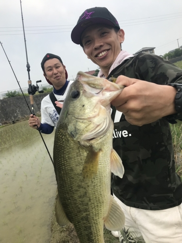 ブラックバスの釣果