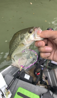 ラージマウスバスの釣果