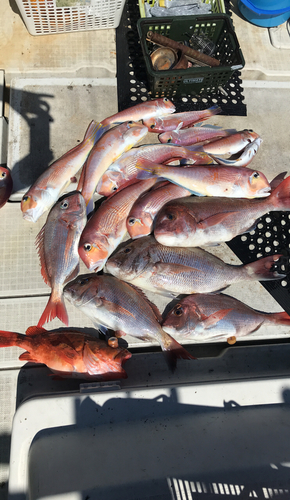 マダイの釣果