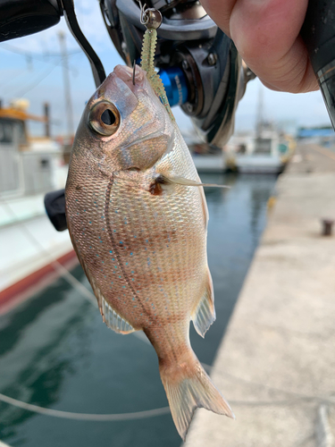 コダイの釣果