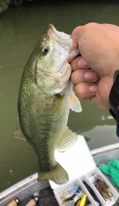 ラージマウスバスの釣果