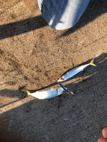 サバの釣果