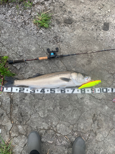 シーバスの釣果