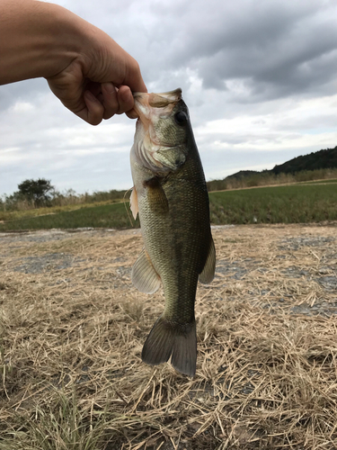 ラージマウスバスの釣果