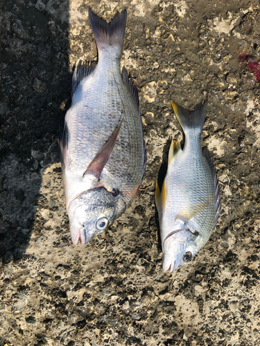 チヌの釣果