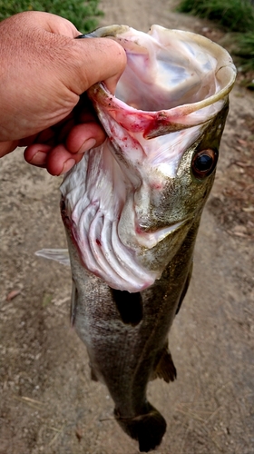 スズキの釣果