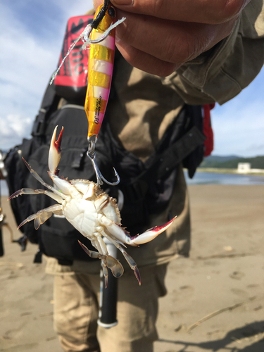 ワタリガニの釣果