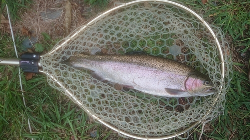 ニジマスの釣果