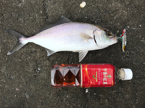 ショゴの釣果