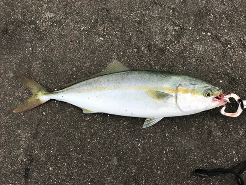 ワカシの釣果