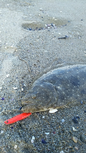 ヒラメの釣果