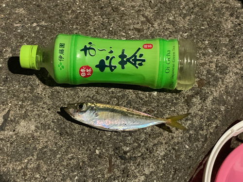 マアジの釣果