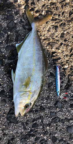 カンパチの釣果