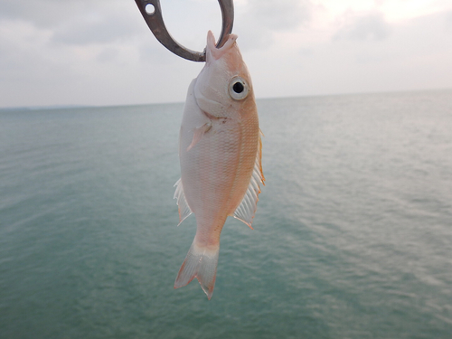 フエダイの釣果