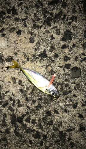 マアジの釣果