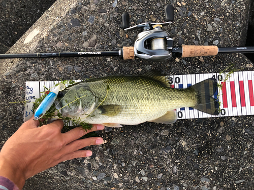 ブラックバスの釣果