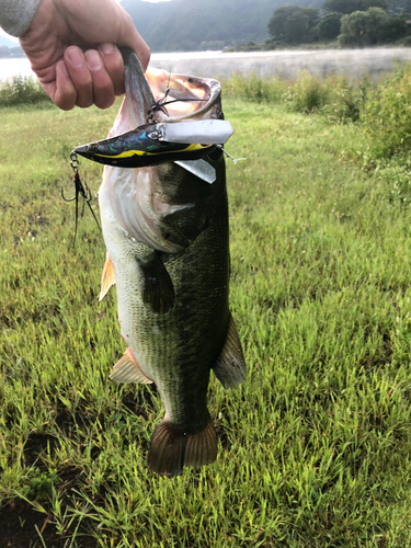 ラージマウスバスの釣果