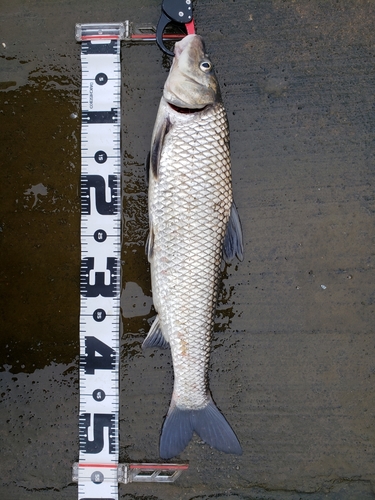 ニゴイの釣果