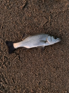 セイゴ（マルスズキ）の釣果