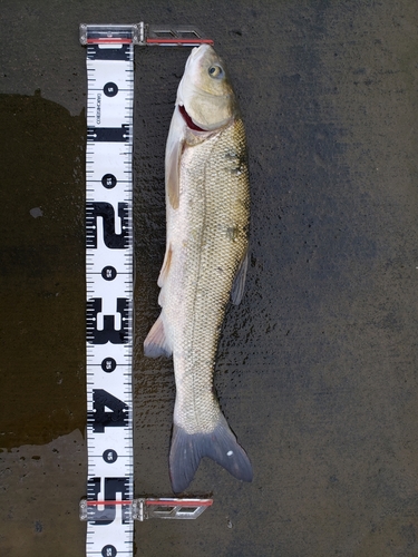 マルタウグイの釣果