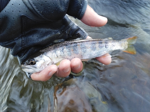 アマゴの釣果