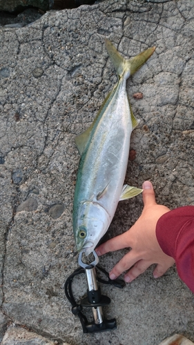 ツバスの釣果