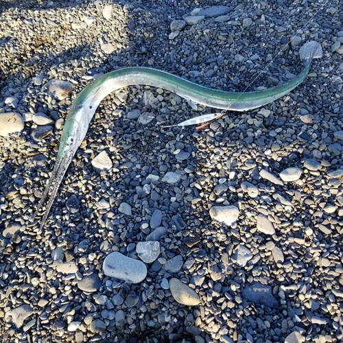 ダツの釣果