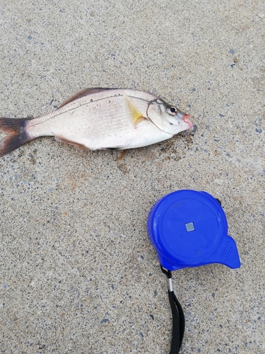 ウミタナゴの釣果