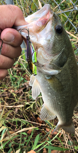 ラージマウスバスの釣果