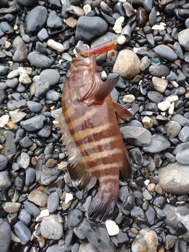 ヤミハタの釣果