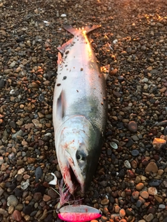 シロザケの釣果