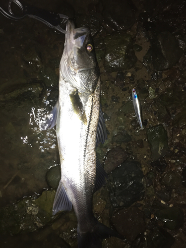 シーバスの釣果