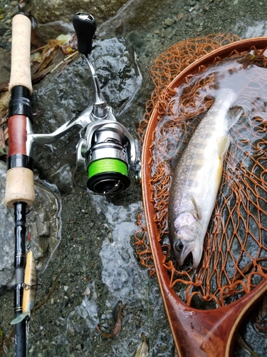 イワナの釣果