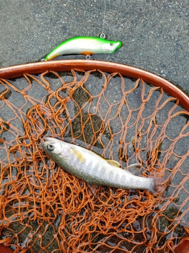 イワナの釣果