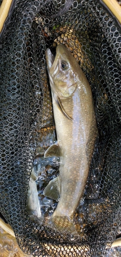 ヤマトイワナの釣果