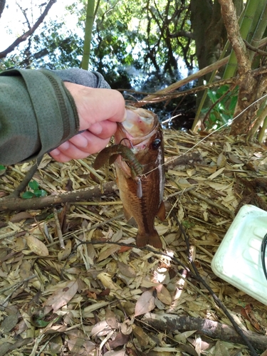 ラージマウスバスの釣果