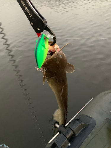 ナマズの釣果