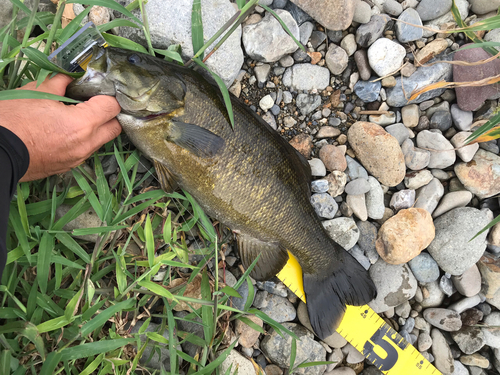 スモールマウスバスの釣果