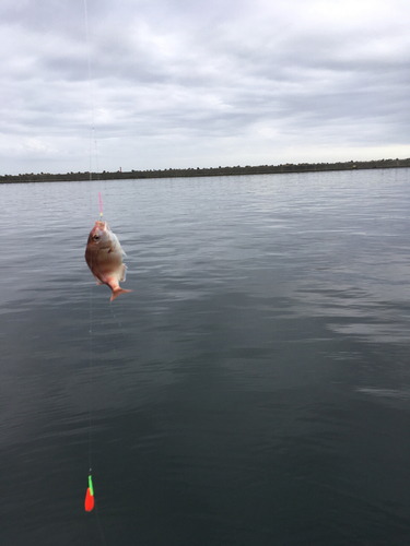 イシモチの釣果