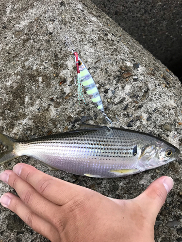 コノシロの釣果