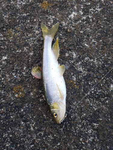 カワムツの釣果