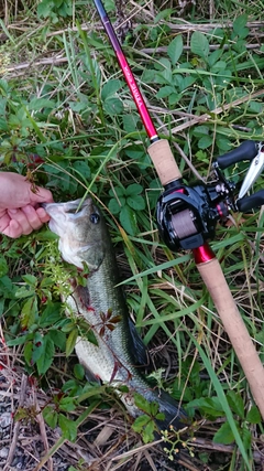 ラージマウスバスの釣果