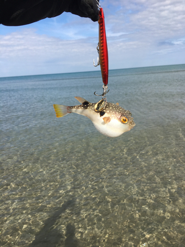 クサフグの釣果