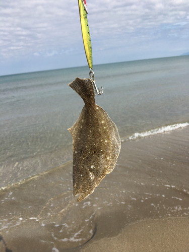 ソゲの釣果