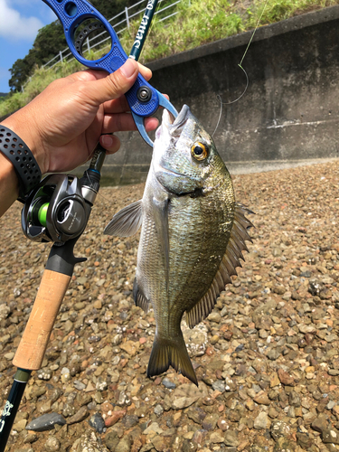 ミナミクロダイの釣果