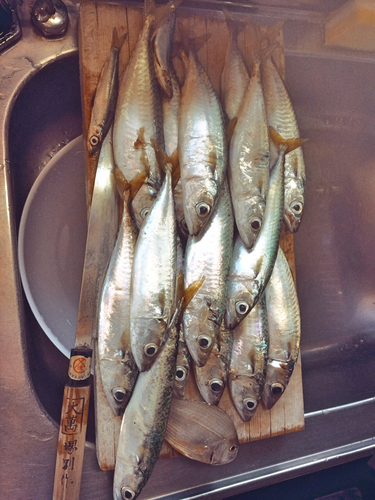 サバの釣果