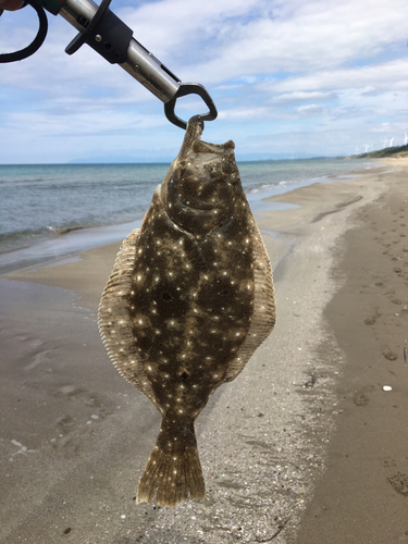 ソゲの釣果